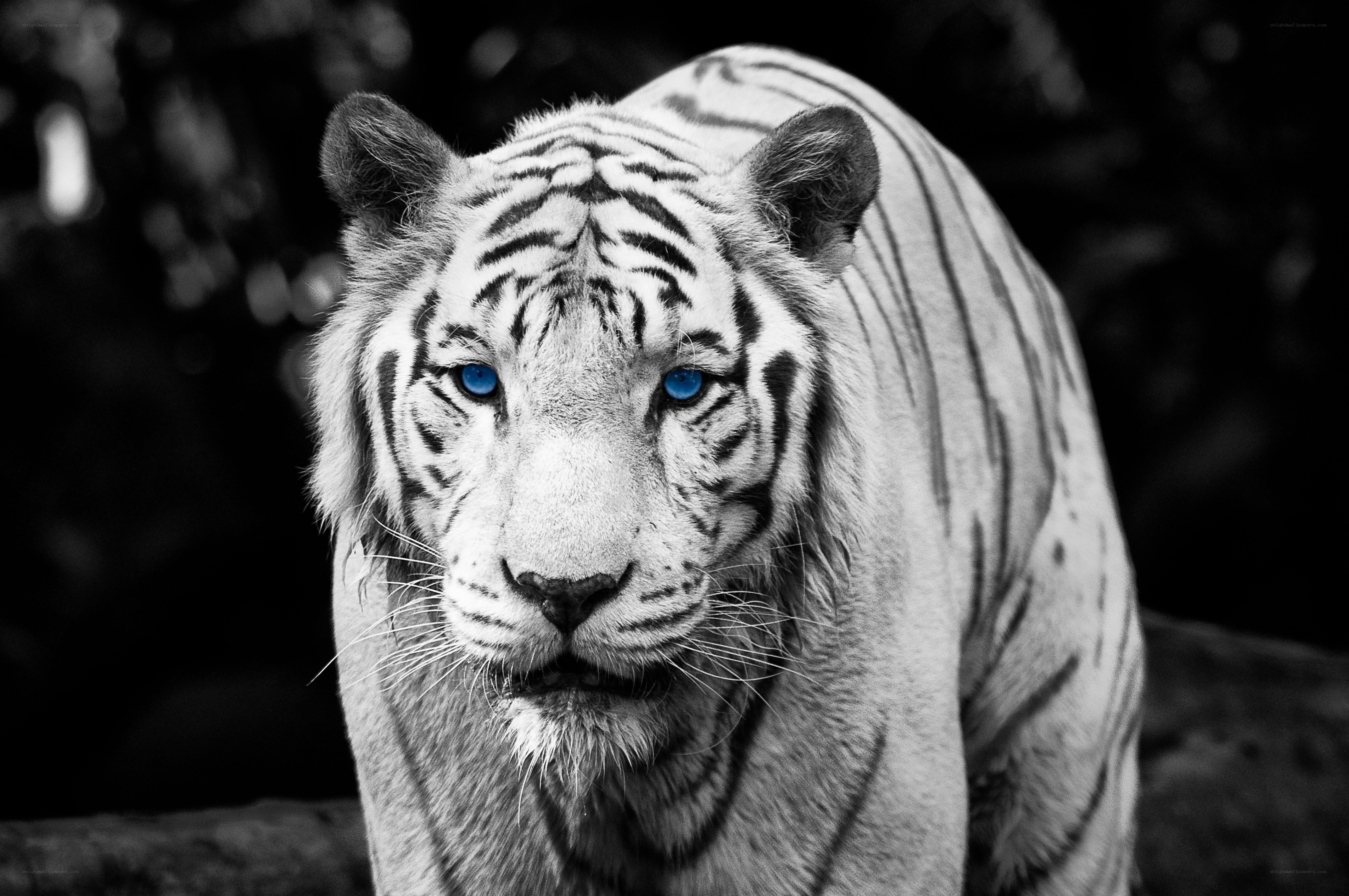 white tiger with blue eyes