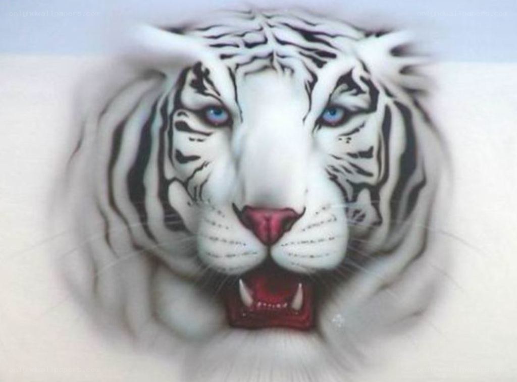 white tiger with blue eyes