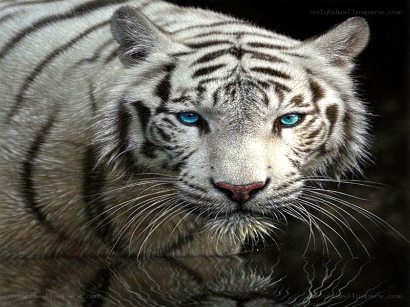 white tiger with blue eyes
