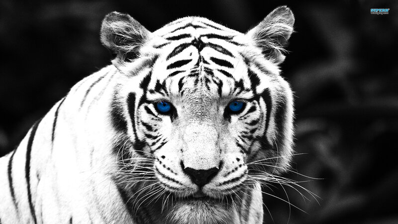 White Tiger with Blue Eyes — Black, Intense, Photograph