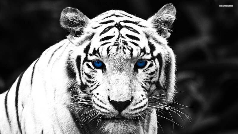 White Tiger with Blue Eyes — Black, Intense