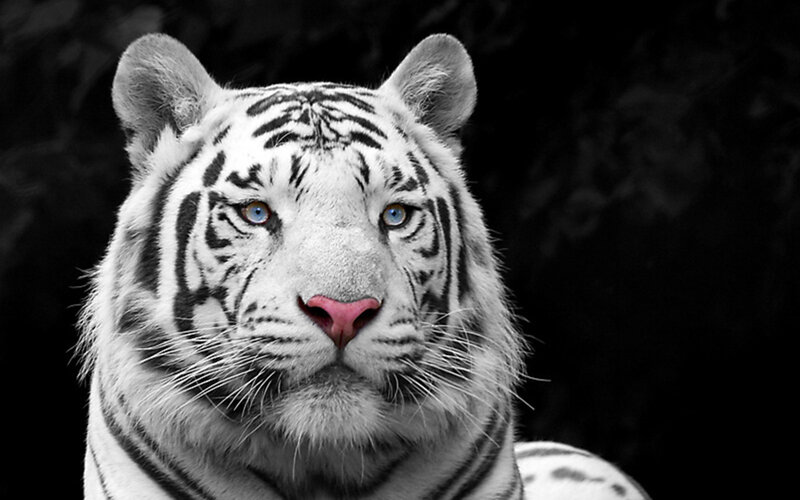 White Tiger with Blue Eyes — Black