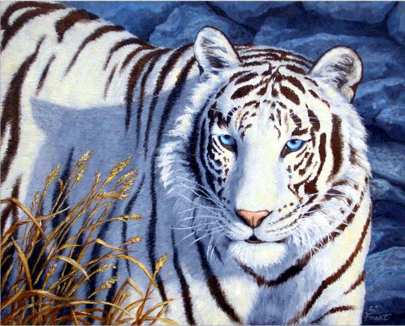 White Tiger with Blue Eyes — Calm