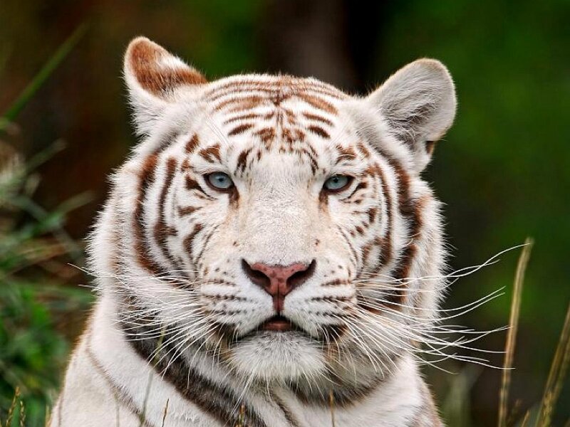 White Tiger with Blue Eyes — Intense