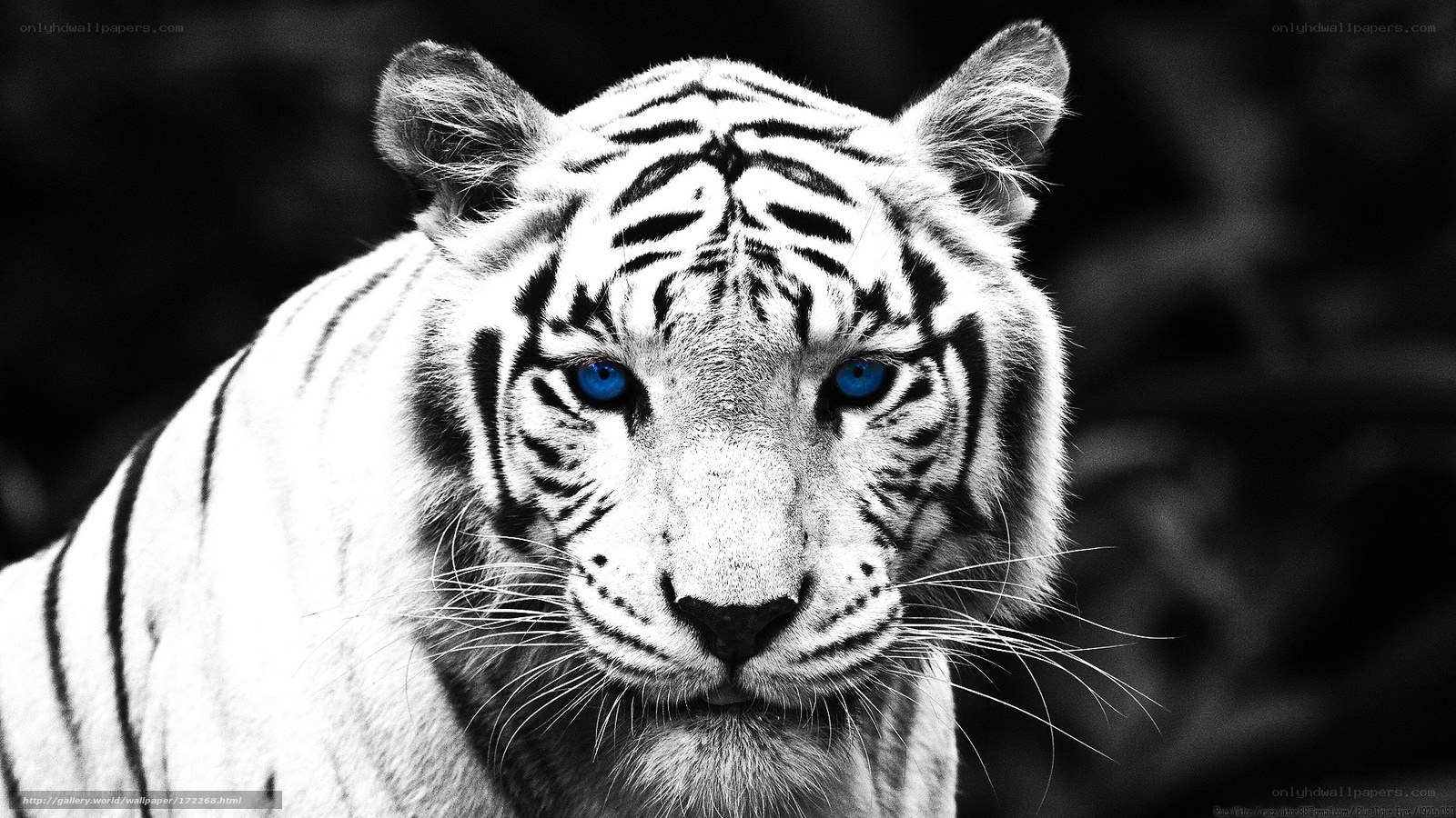 white tiger with blue eyes