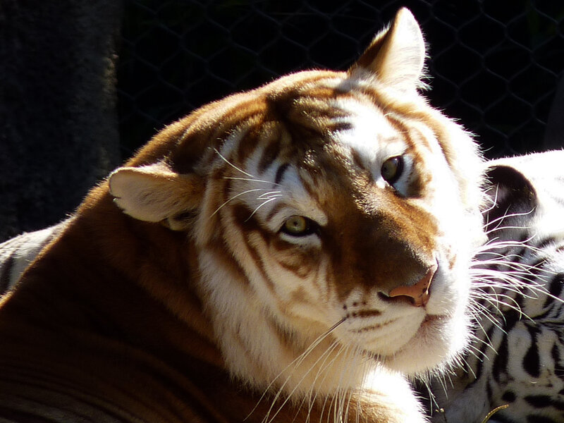 White Tiger with Brown Stripes — Calm