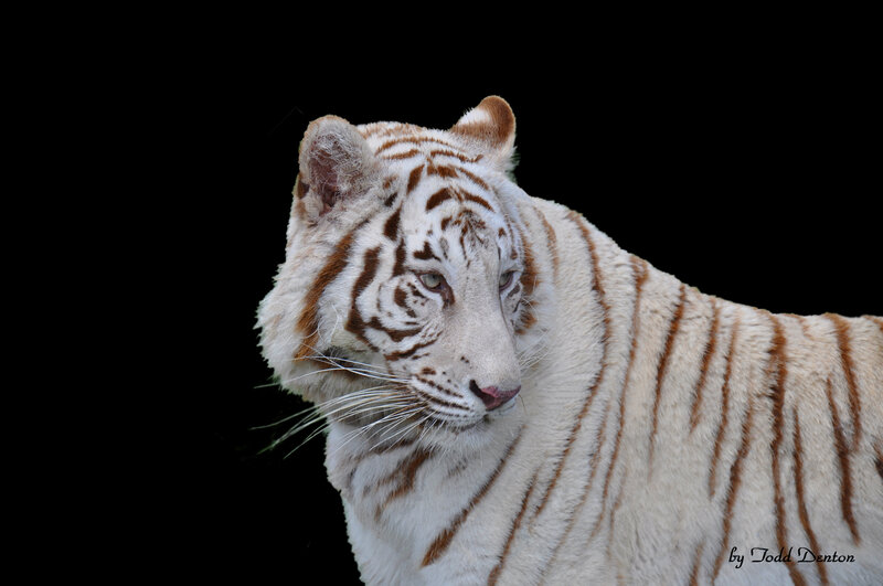 White Tiger with Brown Stripes — Dramatic