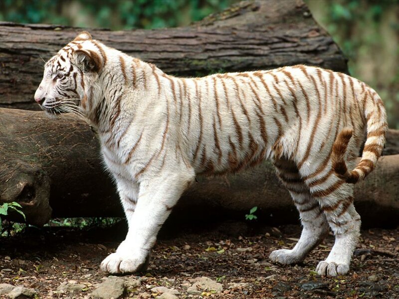 white tiger with brown stripes