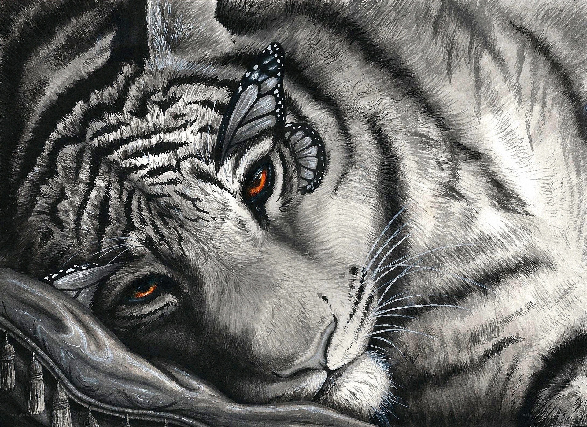 White tiger with butterfly