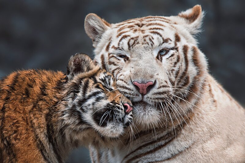 White Tiger with Cub — Calm