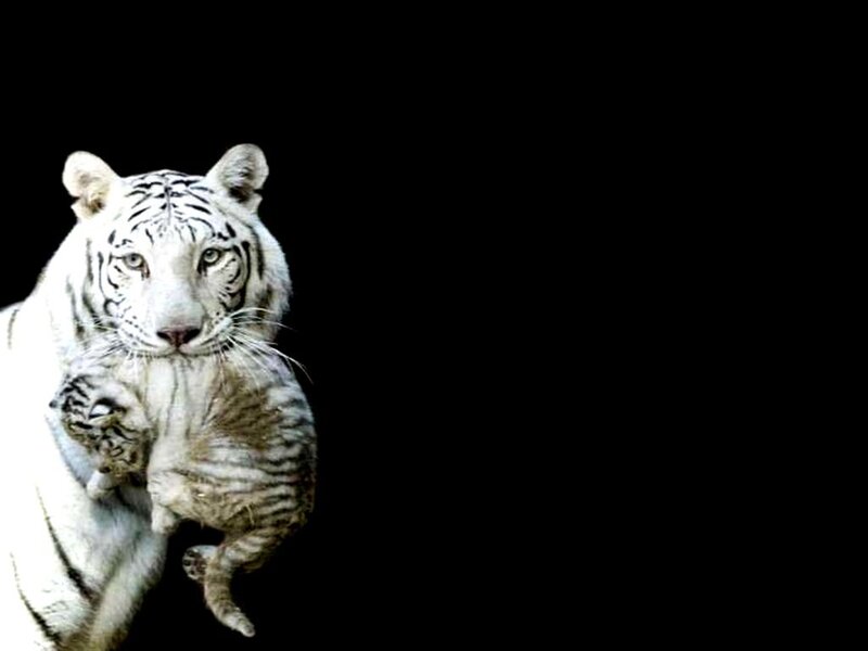 White Tiger with Cub — Dramatic