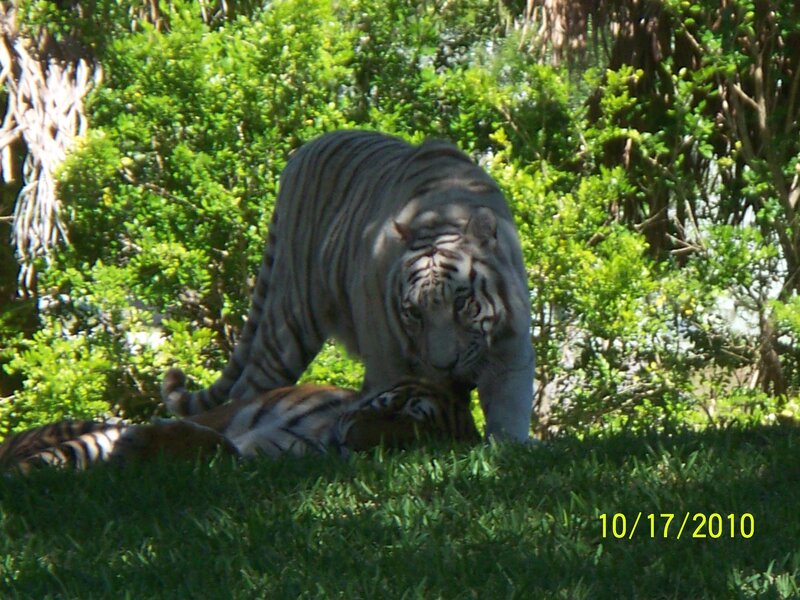 White Tiger with Cub — Green