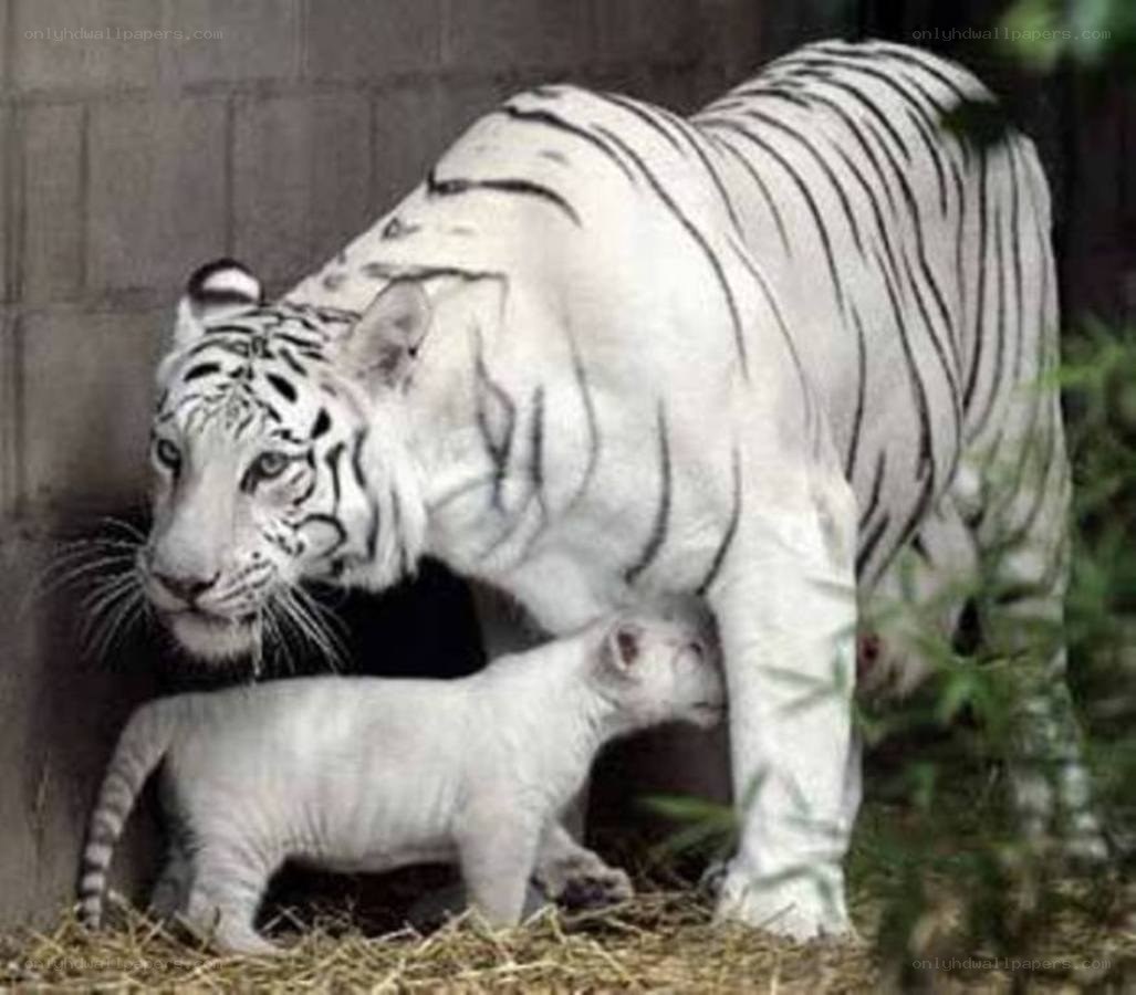 White tiger with cub