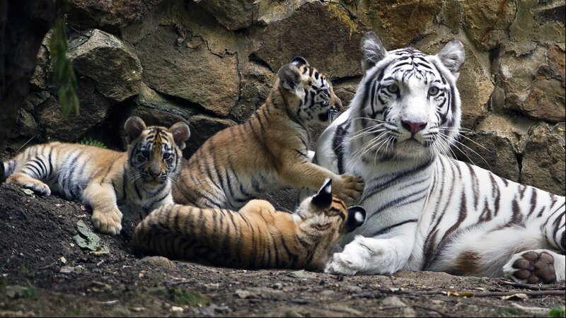 White Tiger with Cubs — Calm
