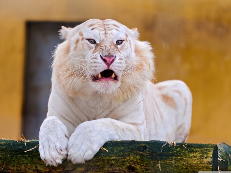 white tiger with open mouth