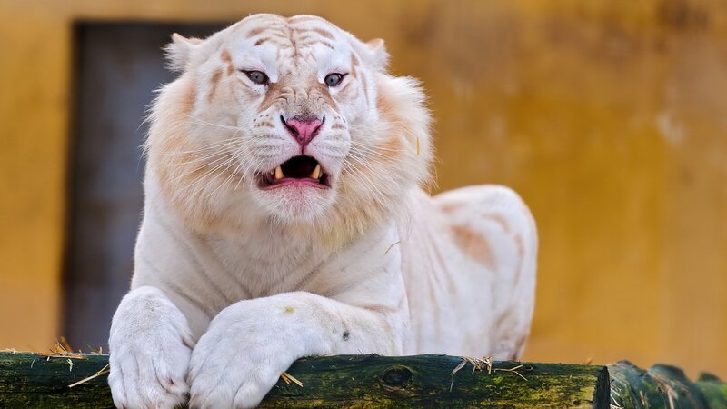 White Tiger with Open Mouth — Intense, Photograph