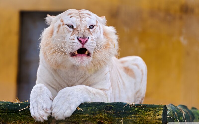 White Tiger with Open Mouth — Intense
