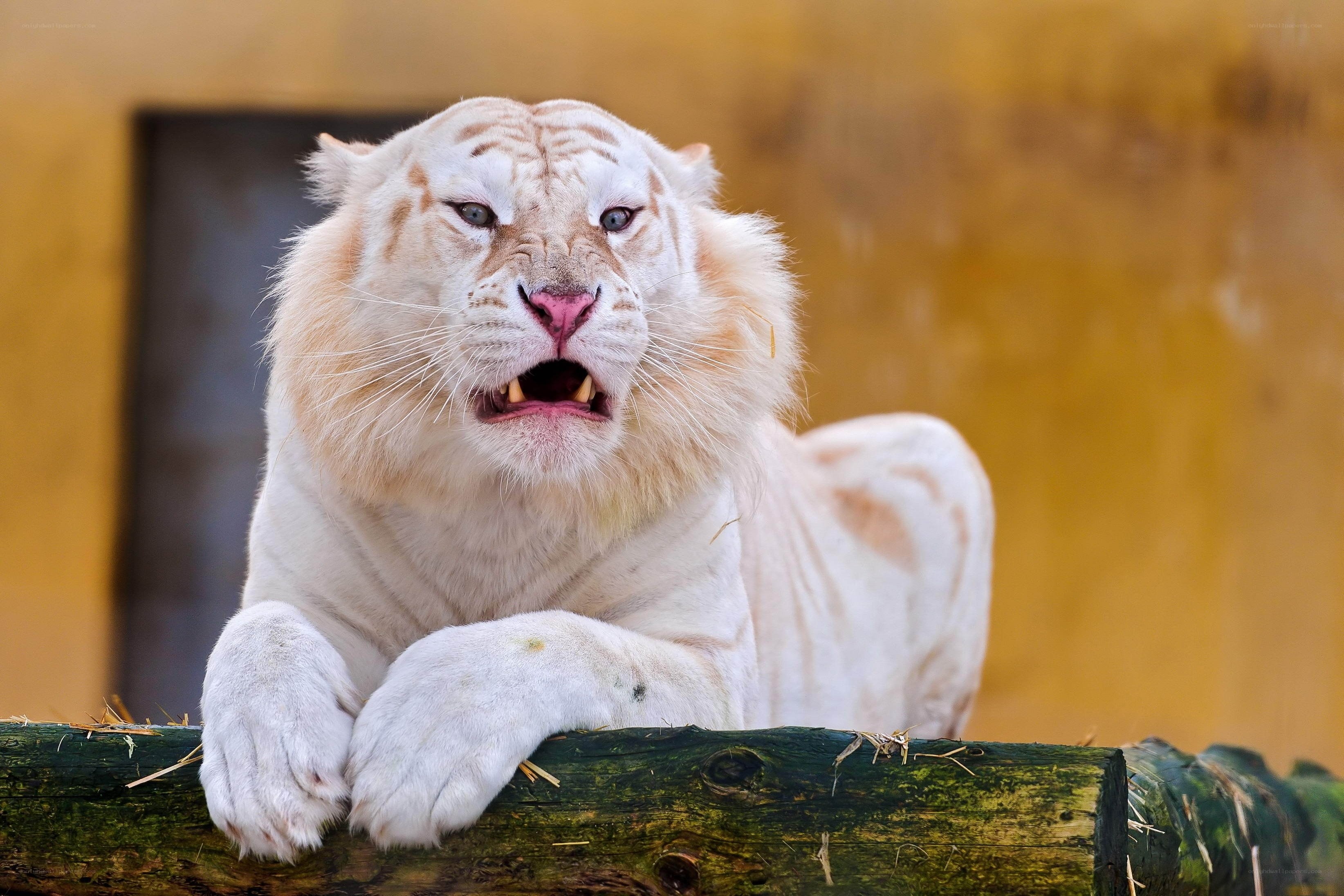 white tiger with open mouth