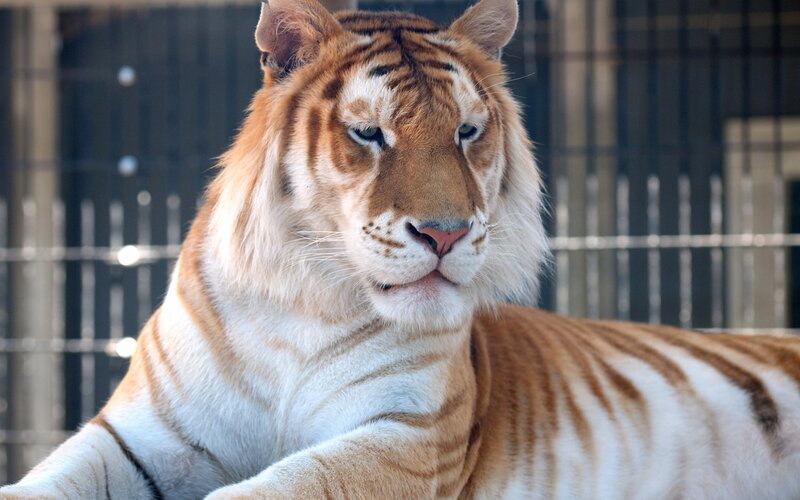 White Tiger with Orange Stripes — Calm