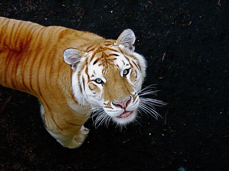 White Tiger with Orange Stripes — Intense