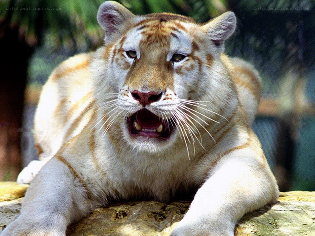 white tiger with orange stripes