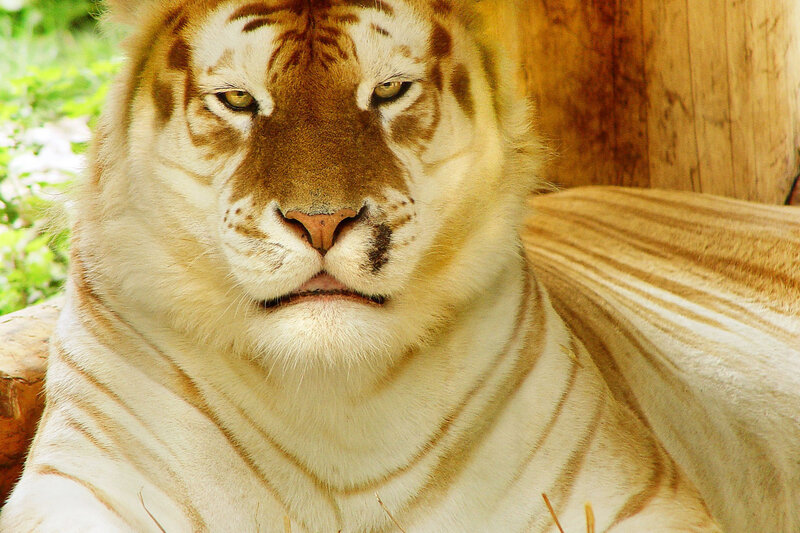 White Tiger with Stripes — Calm