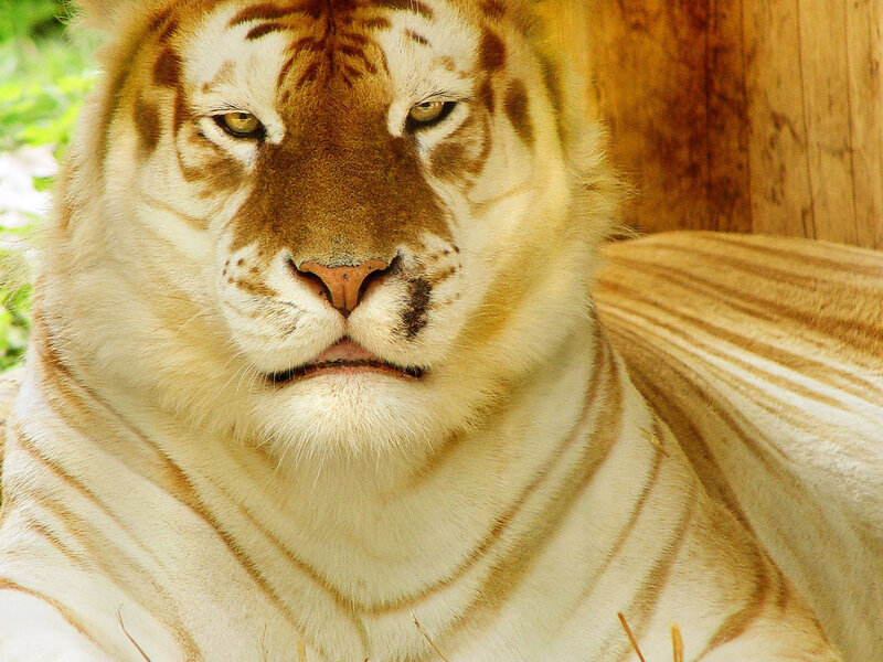 White Tiger with Stripes