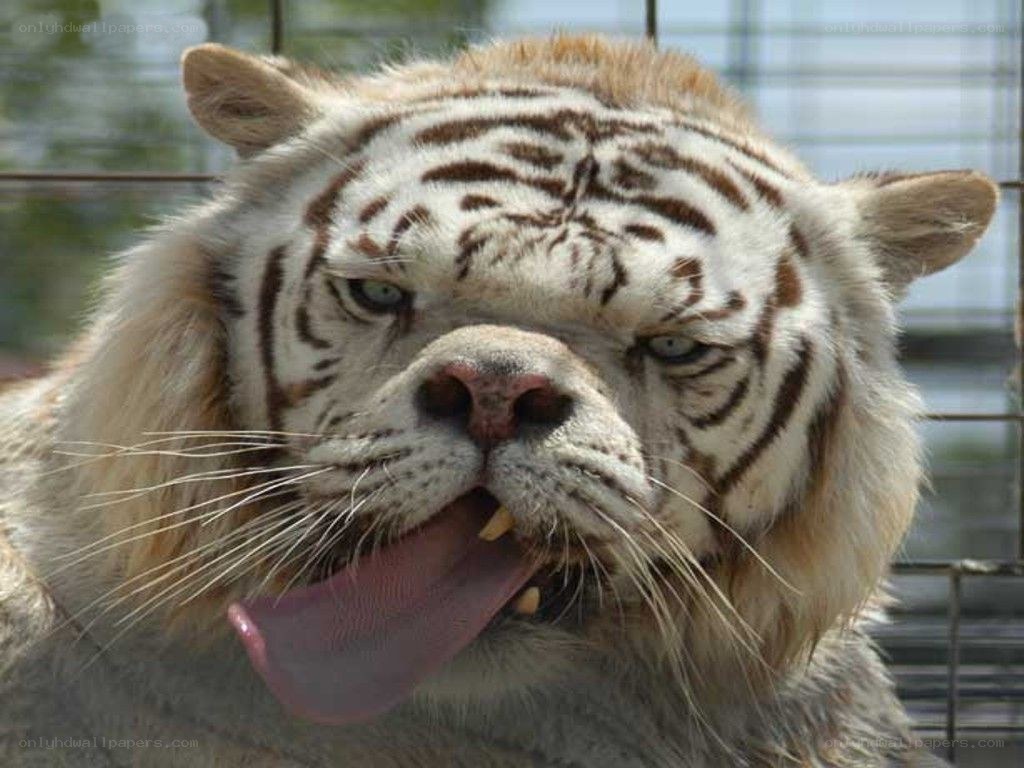 white tiger with tongue out