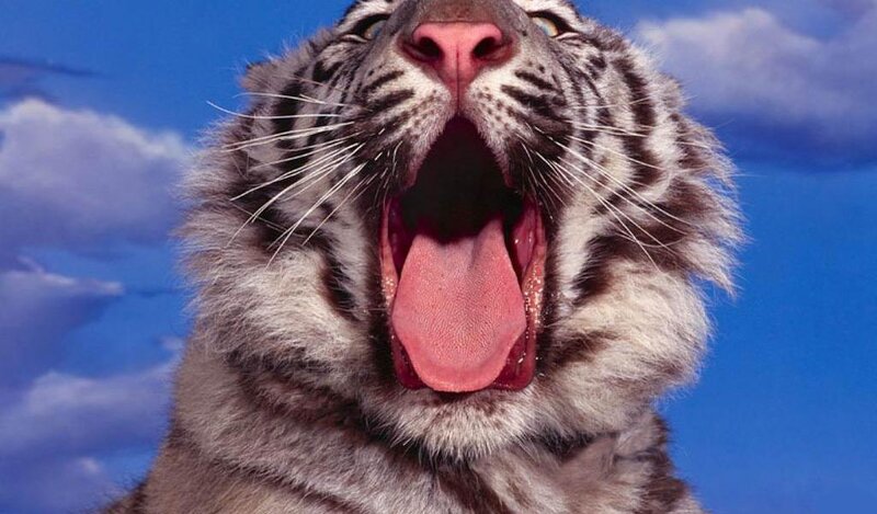 White Tiger Yawning — Blue