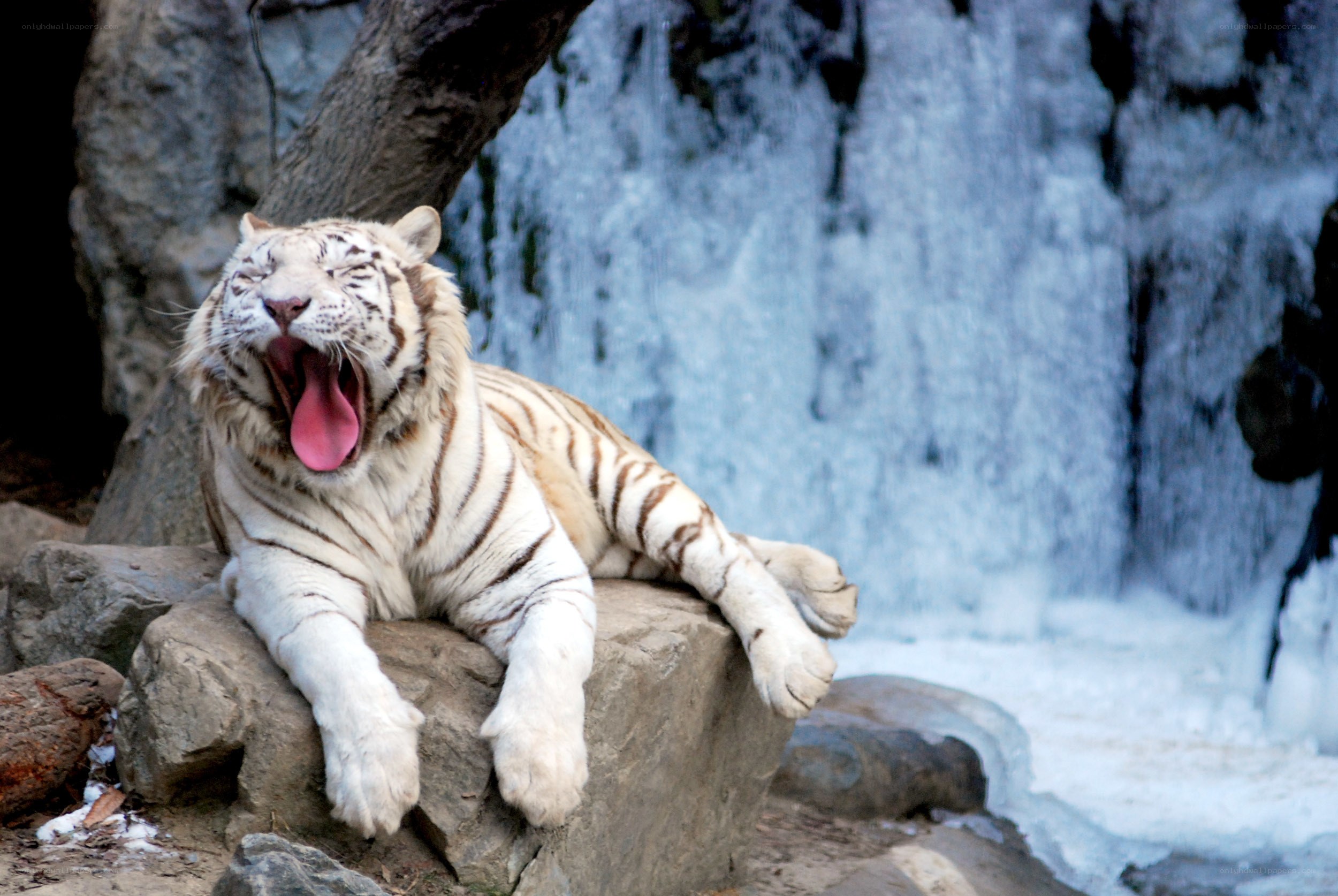 White tiger yawning by waterfall