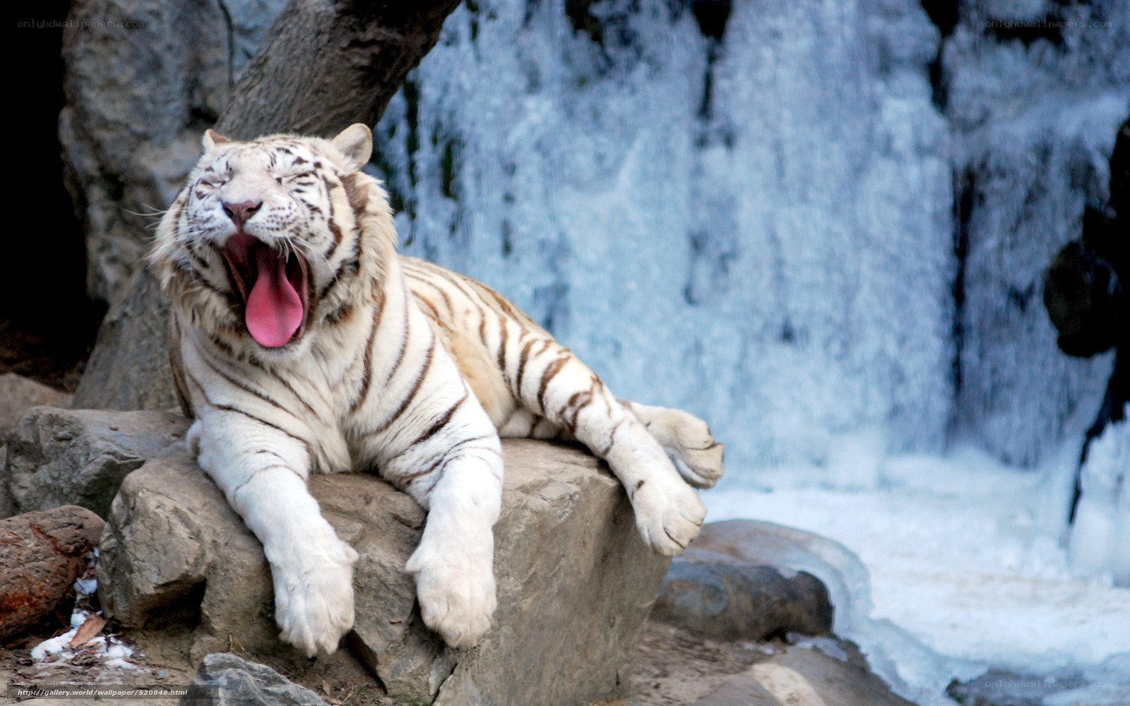 White tiger yawning by waterfall
