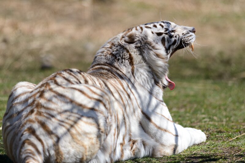 White Tiger Yawning — Calm, Afternoon