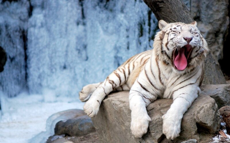 White Tiger Yawning — Calm, Photograph, Rock