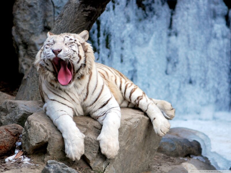 White Tiger Yawning — Calm, Photograph