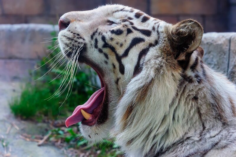 White Tiger Yawning — Calm, Photograph, Whiskers