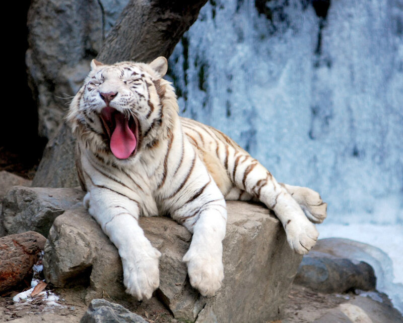 White Tiger Yawning — Calm