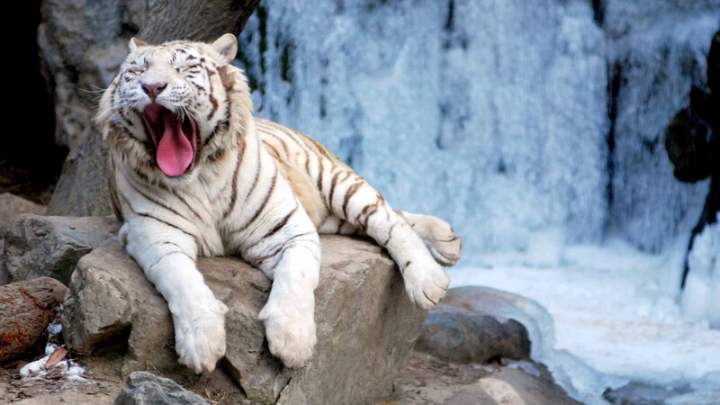 White Tiger Yawning — Calm, Winter, Photograph
