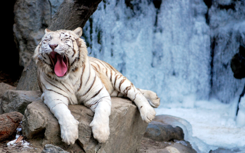 White Tiger Yawning — Calm, Winter