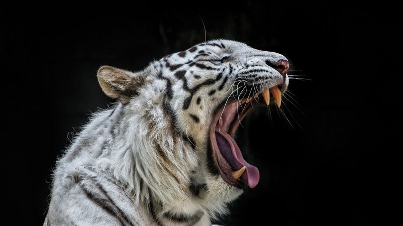White Tiger Yawning — Dramatic, Photograph, Open Mouth