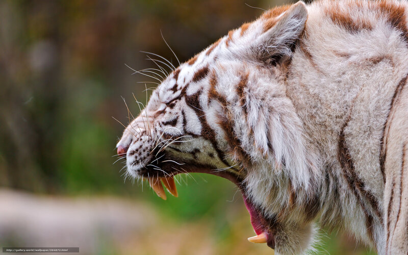 White Tiger Yawning — Dramatic, Photograph, Stripes