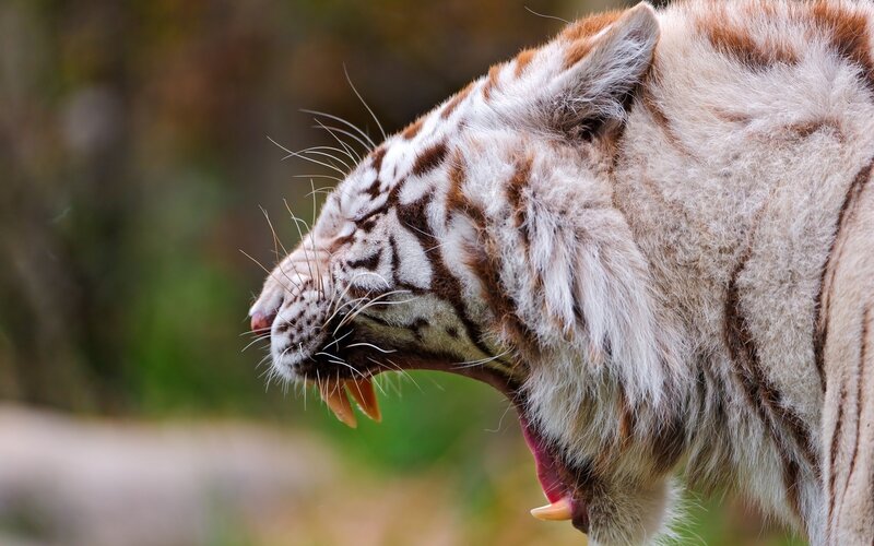 White Tiger Yawning — Dramatic, Photograph