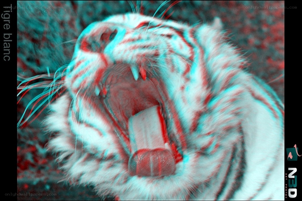 White tiger yawning in 3D