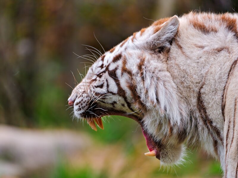 White Tiger Yawning — Intense, Photograph