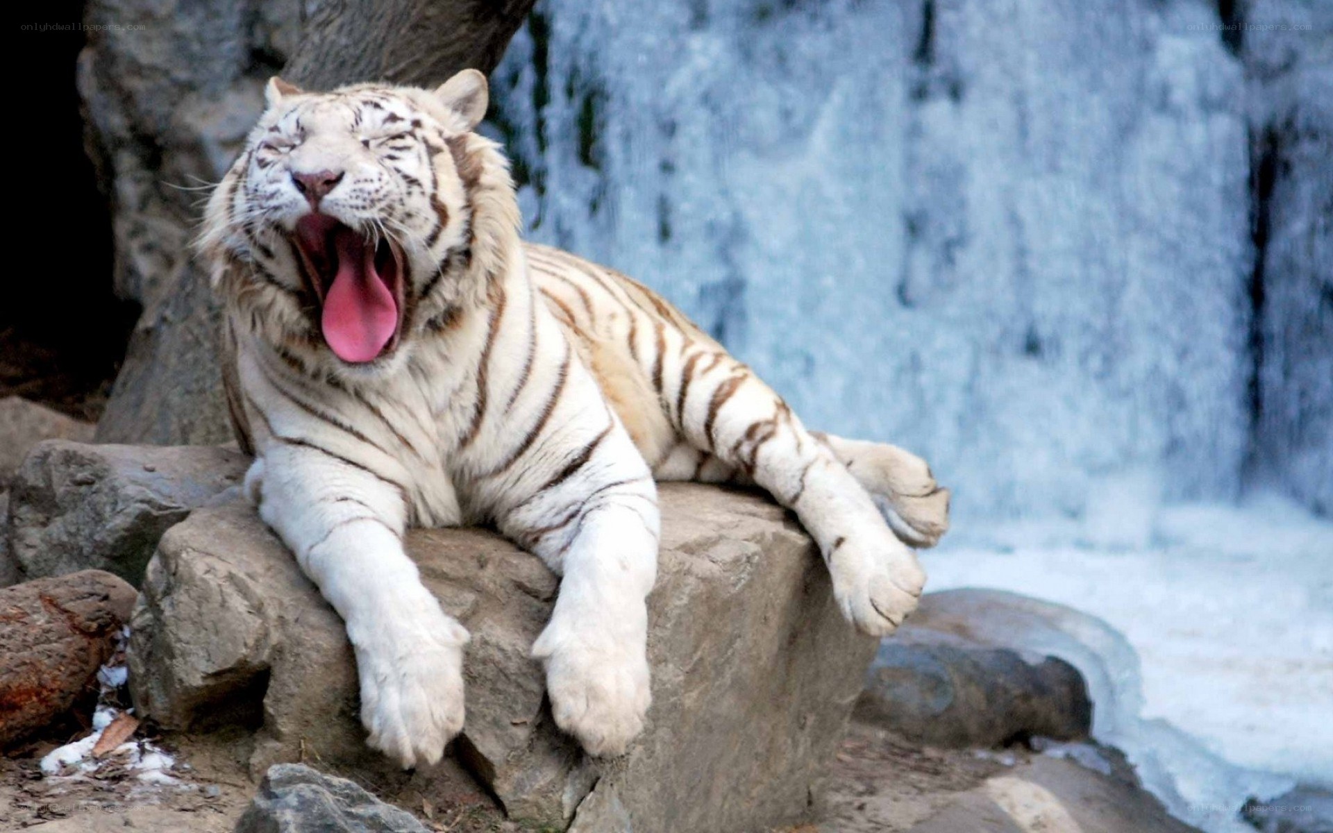 White tiger yawning on rock