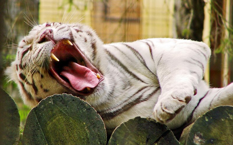White Tiger Yawning — Relaxed