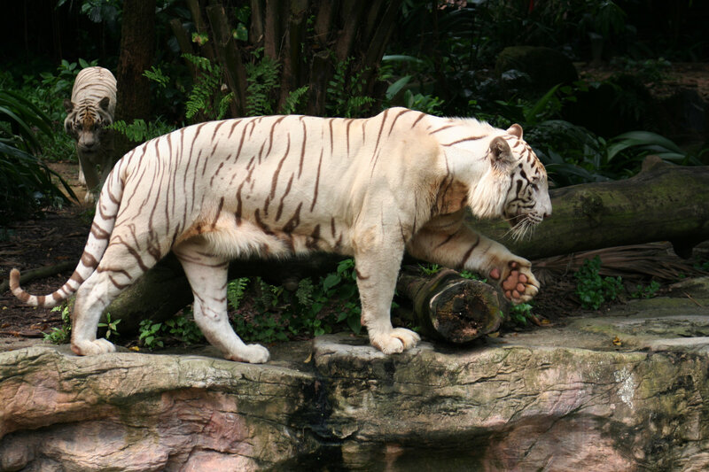 White tigers in a forest enclosure