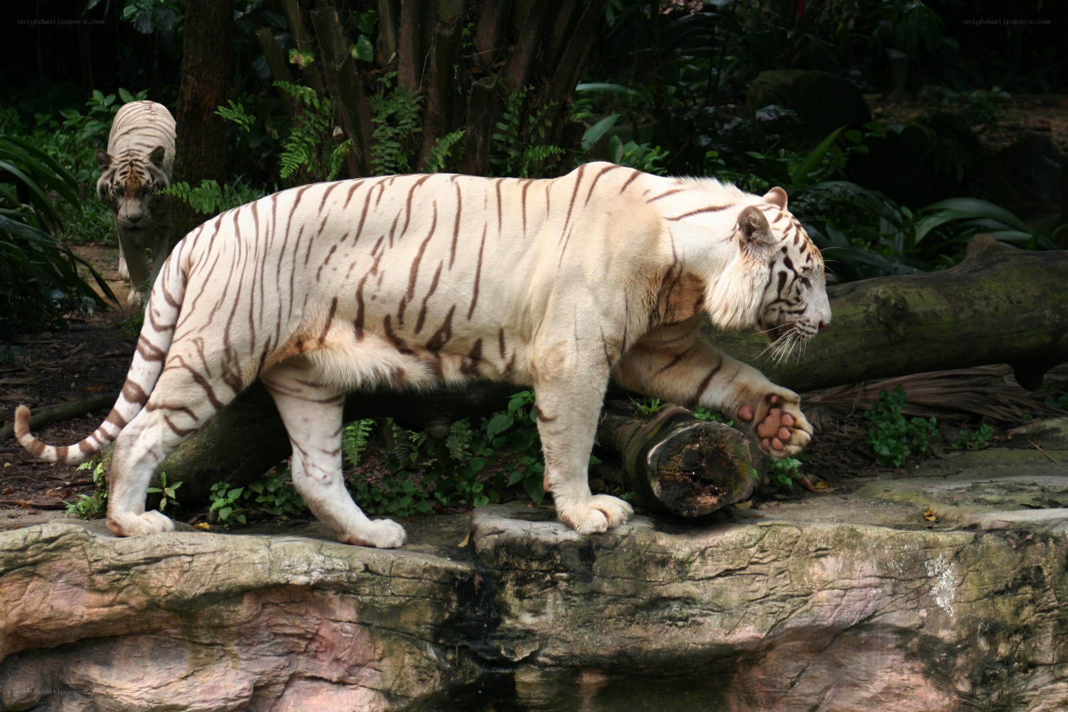 White tigers in a forest enclosure