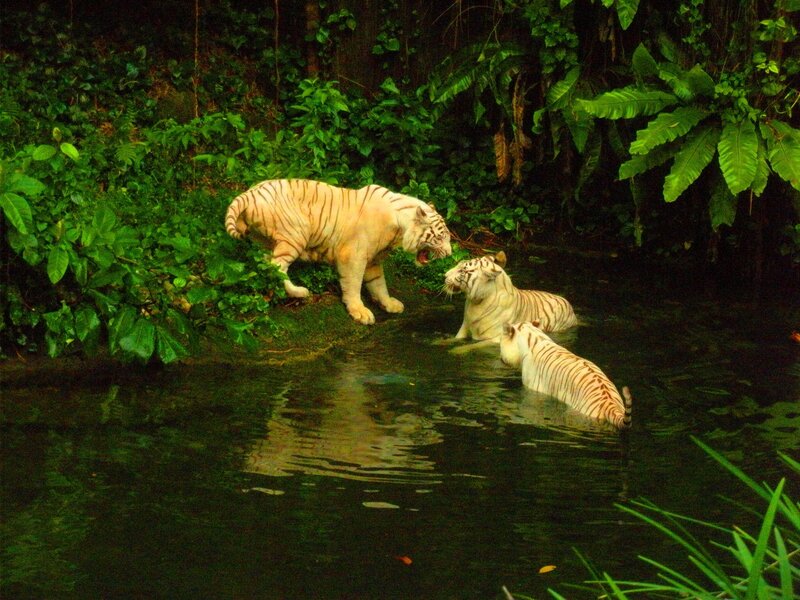 White tigers in a jungle stream