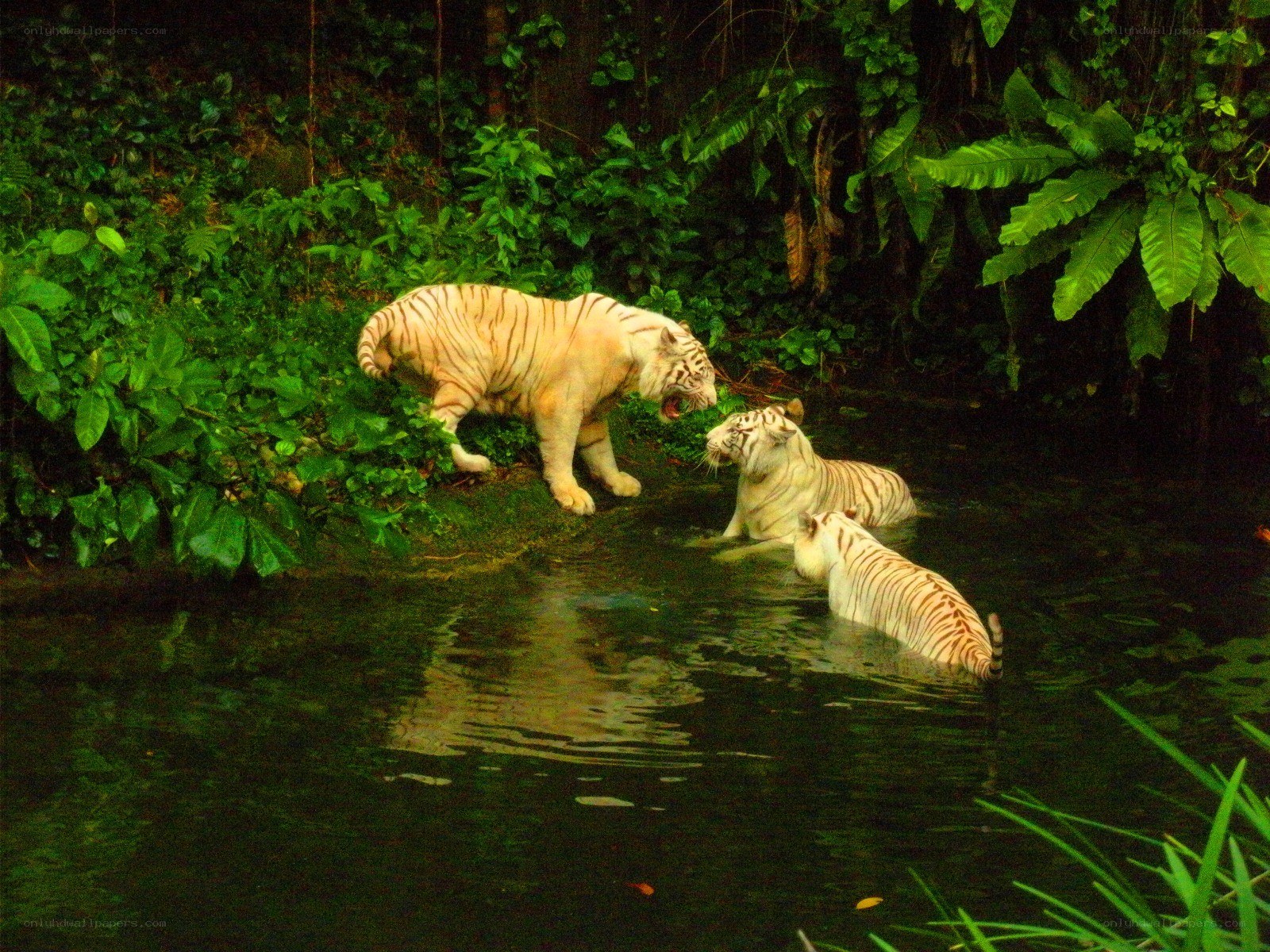 White tigers in a jungle stream