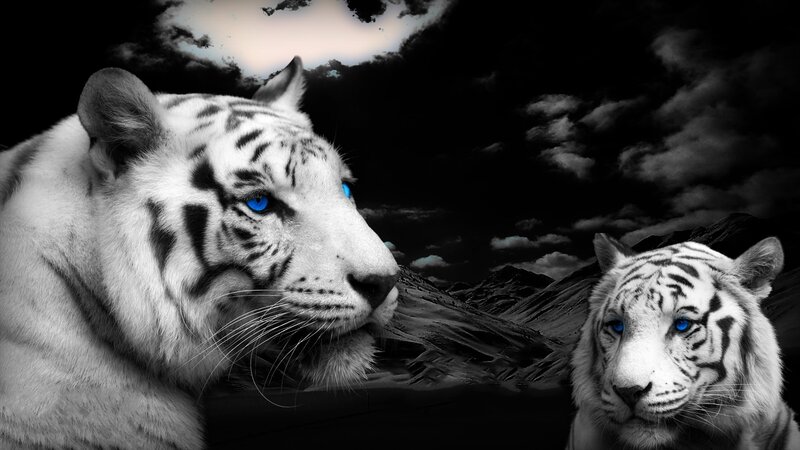 White Tigers in Desert